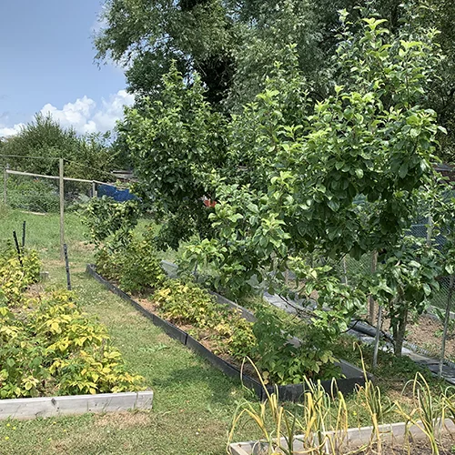 Apple Trees and Raspberry plants