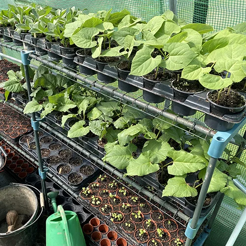Seedlings in plastic pots