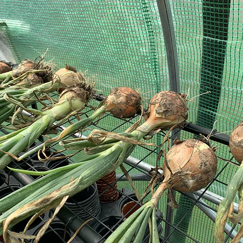 Fresh onions
