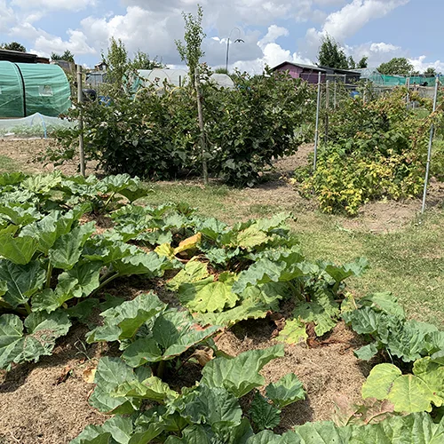 rhubarb plants