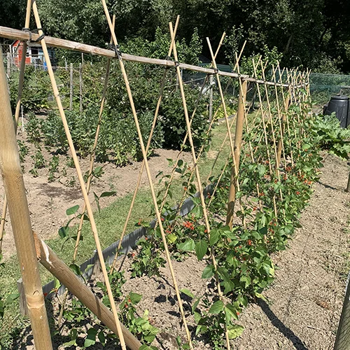Runner Beans growing on canes