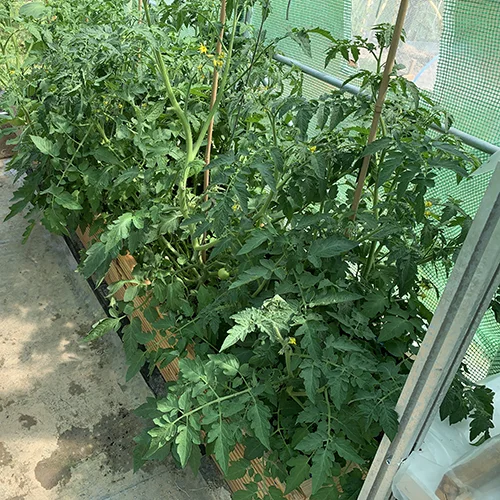 tomato plants