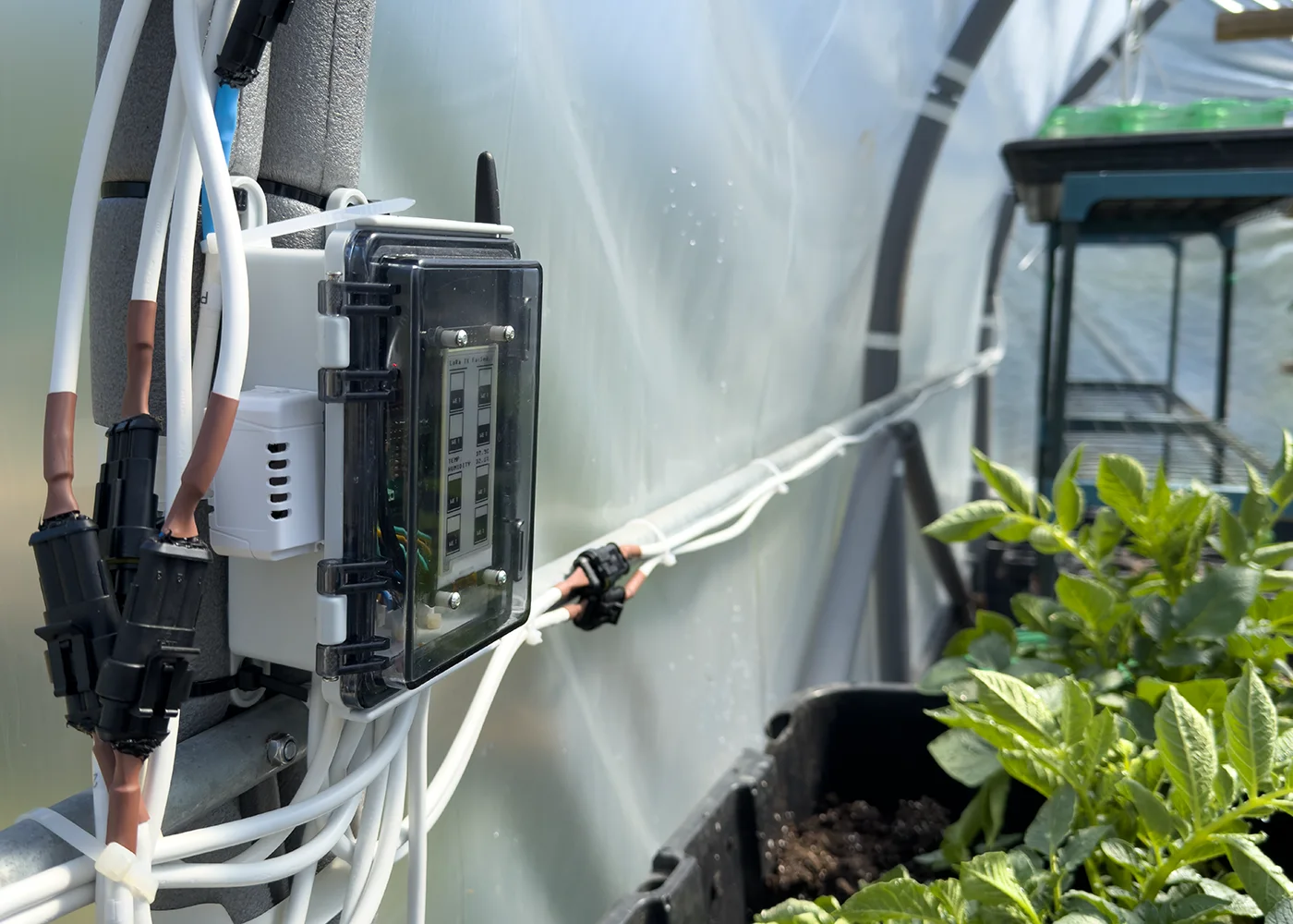 Looking along the polytunnel