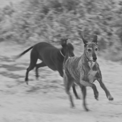 brandy and jade running #55