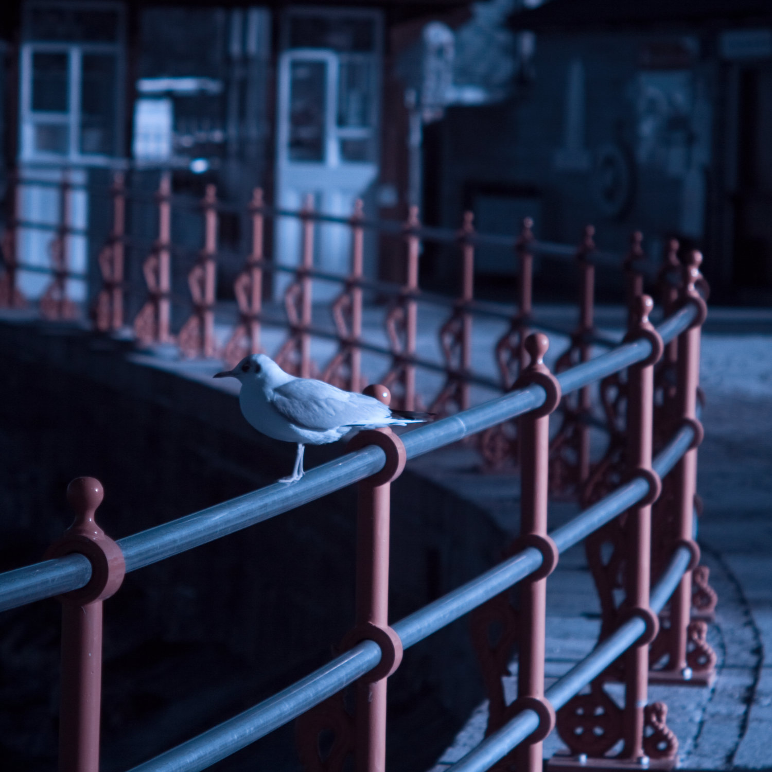 Photo of gull on railings