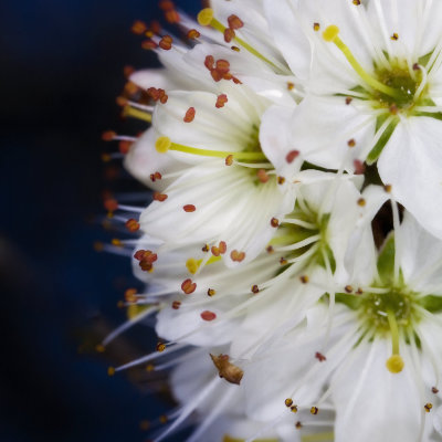 flowers on tree branch #79