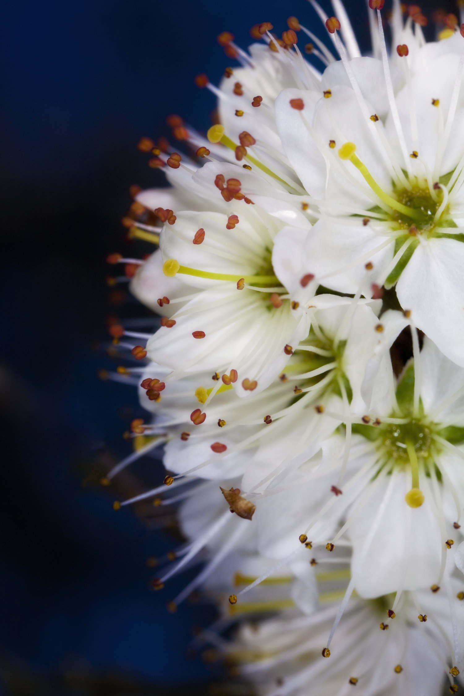 Photo of flowers on tree branch