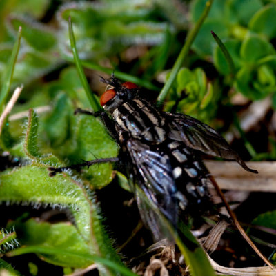 fly on plants #81