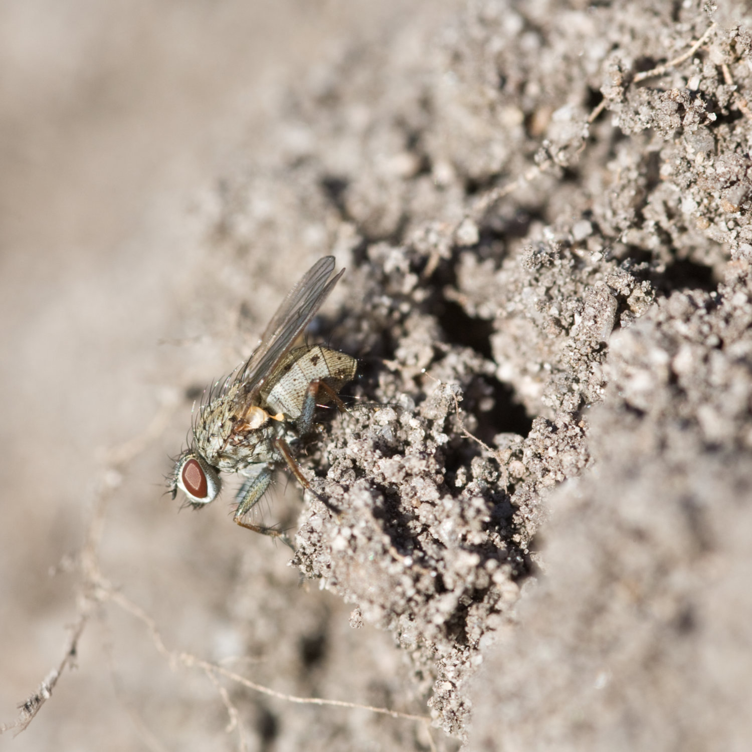 Photo of fly on soil