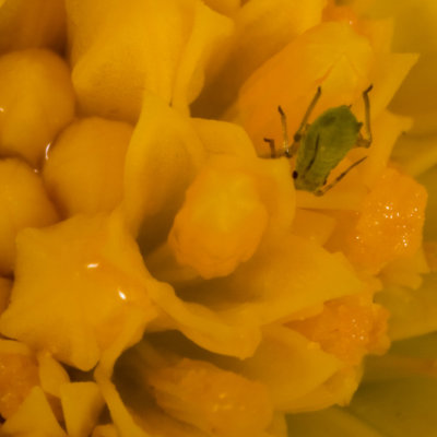 Greenfly on flower #85