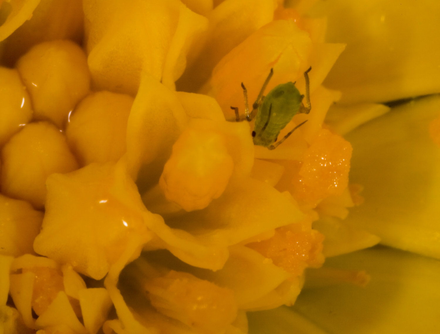 Photo of Greenfly on flower