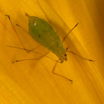 Greenfly on flower petal #86