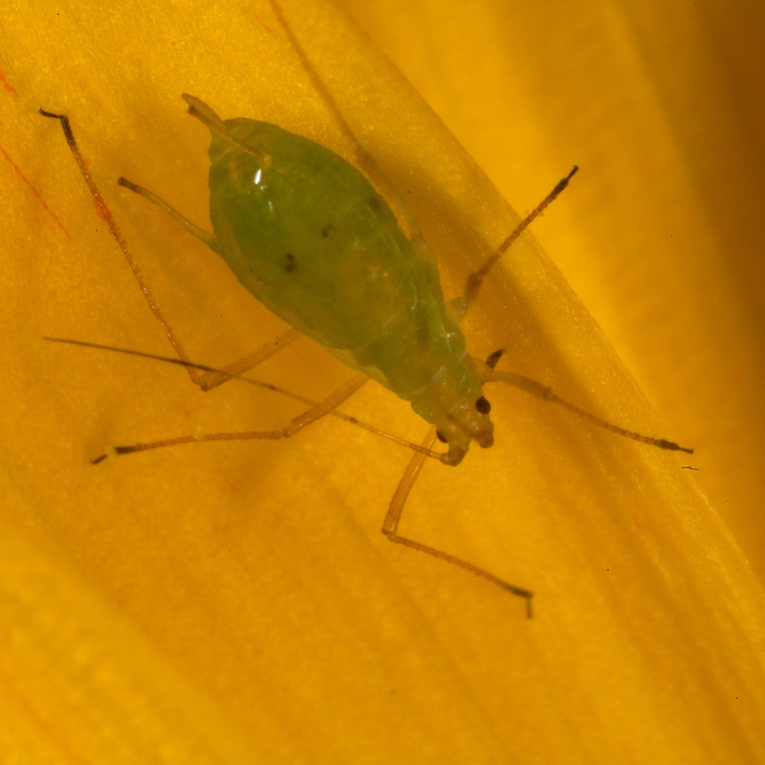 Photo of Greenfly on flower petal
