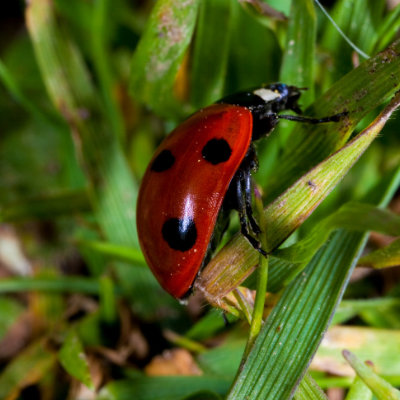 Ladybird #87