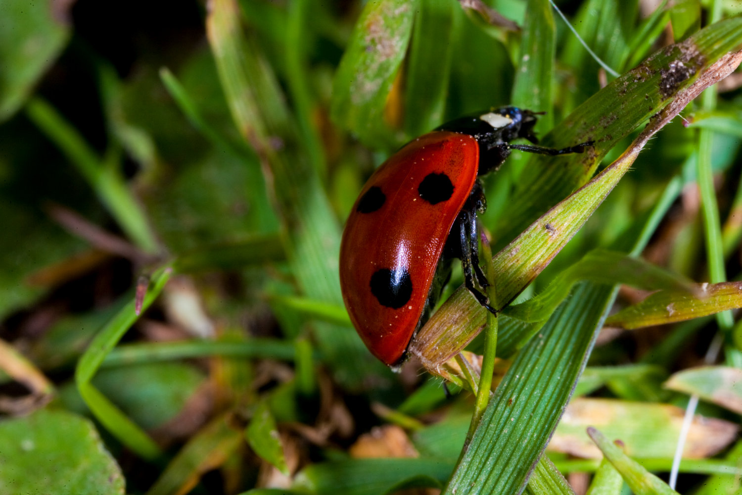Photo of Ladybird