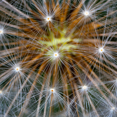 Dandelion seeds #88