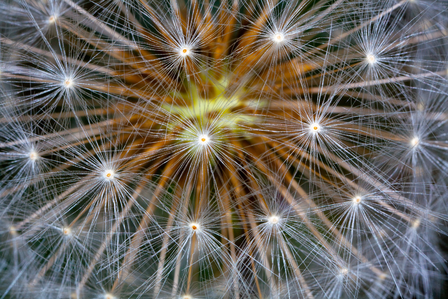Photo of Dandelion seeds