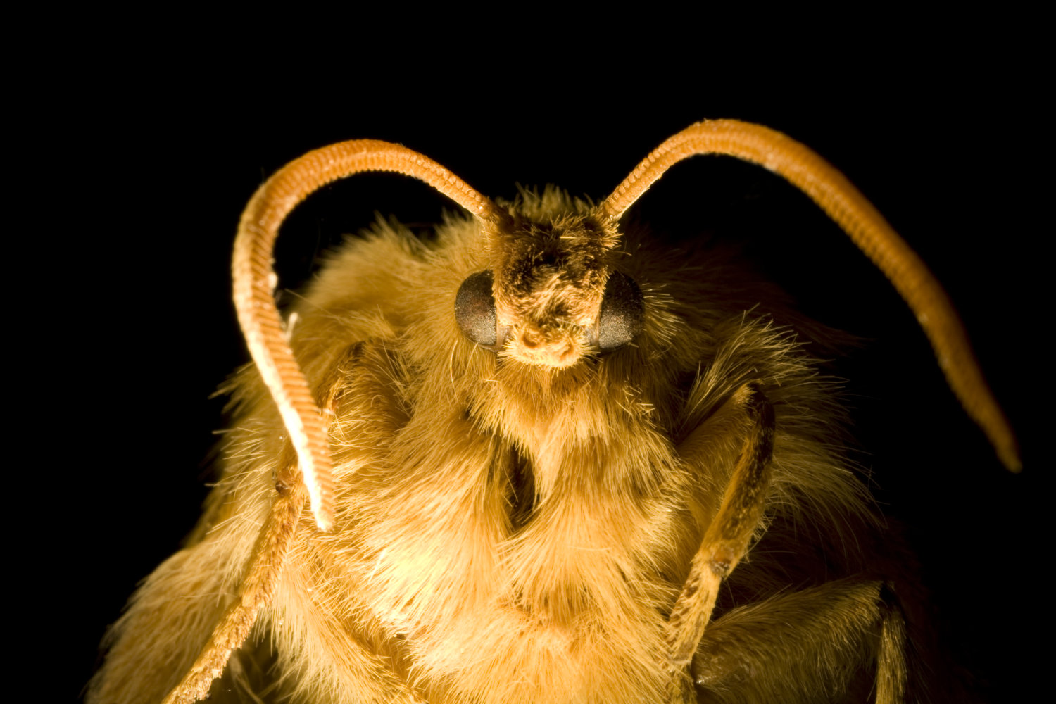 Photo of Moth head and body