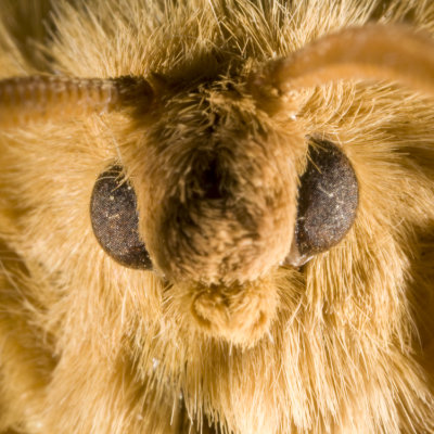 Moth head #92