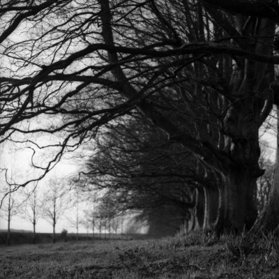 bw avenue of trees #39