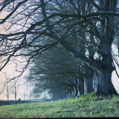 colour avenue of trees #40