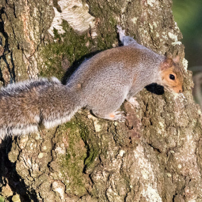 Squirrel on a tree at Arne #162