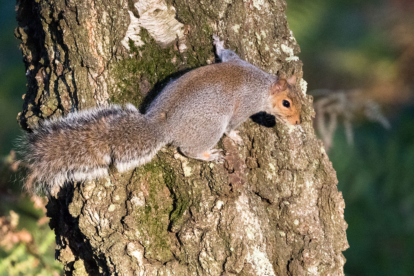Photo of Squirrel on a tree at Arne