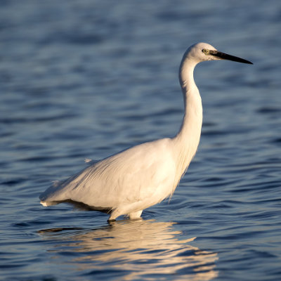 Little Egret #160