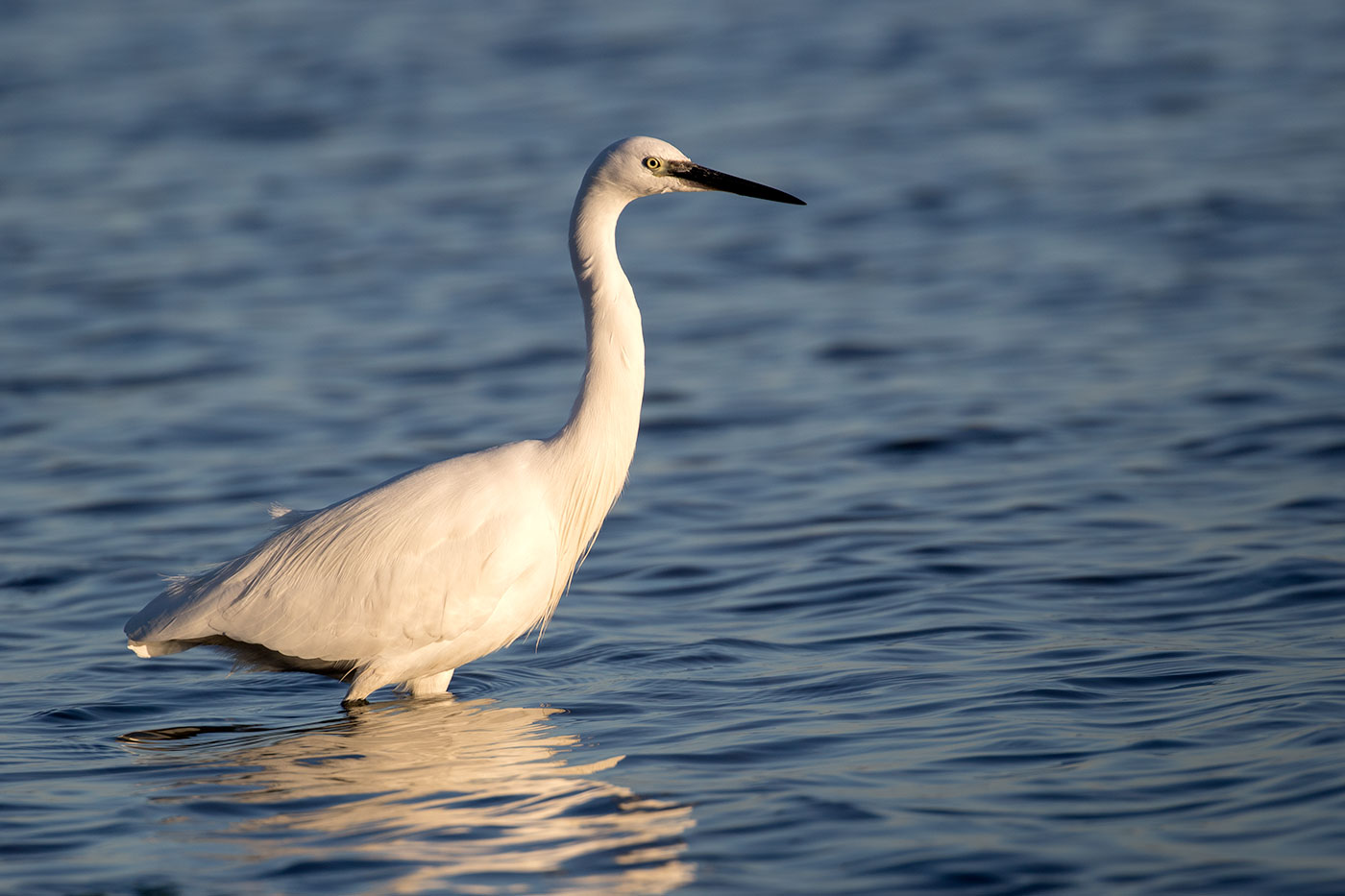 Photo of Little Egret