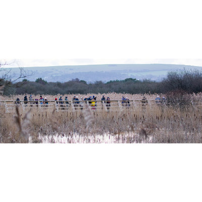 birdwatchers in a row #139