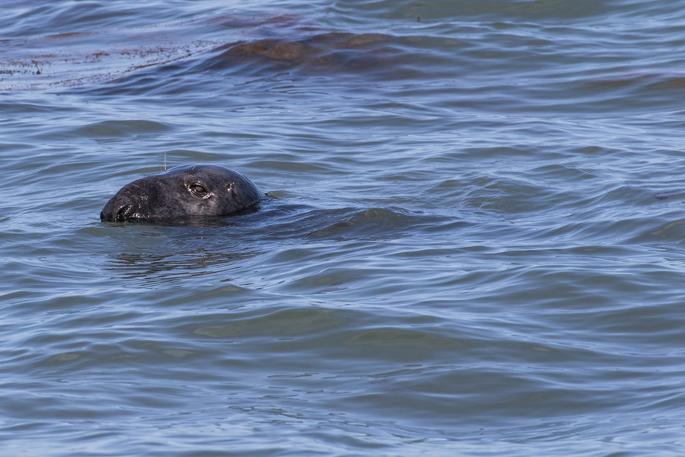 Photo of Seal in Durlston Bay