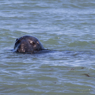 A Common Seal in Durlston Bay #141