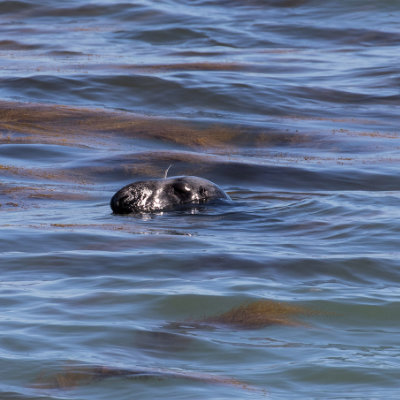 Common Seal in Durlston Bay #142