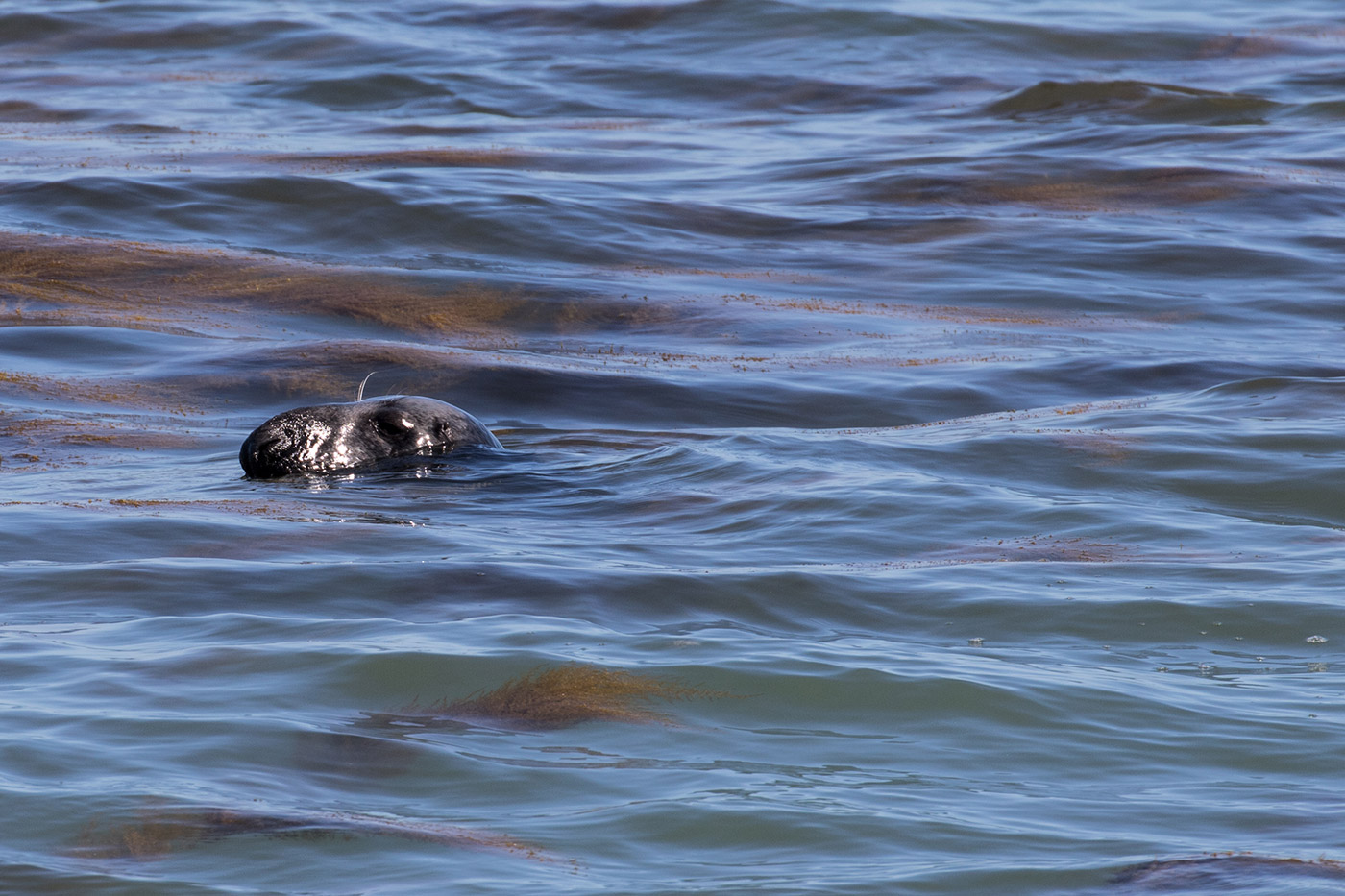 Photo of Common Seal in Durlston Bay
