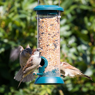 Sparrows on the feeder #159