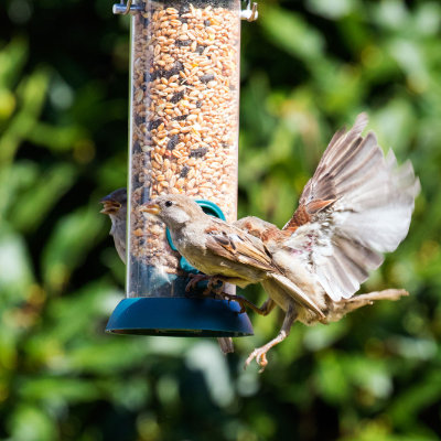 On the feeder #158