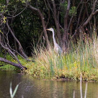 A heron in the reeds #198