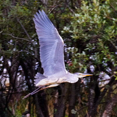 A heron in flight #200