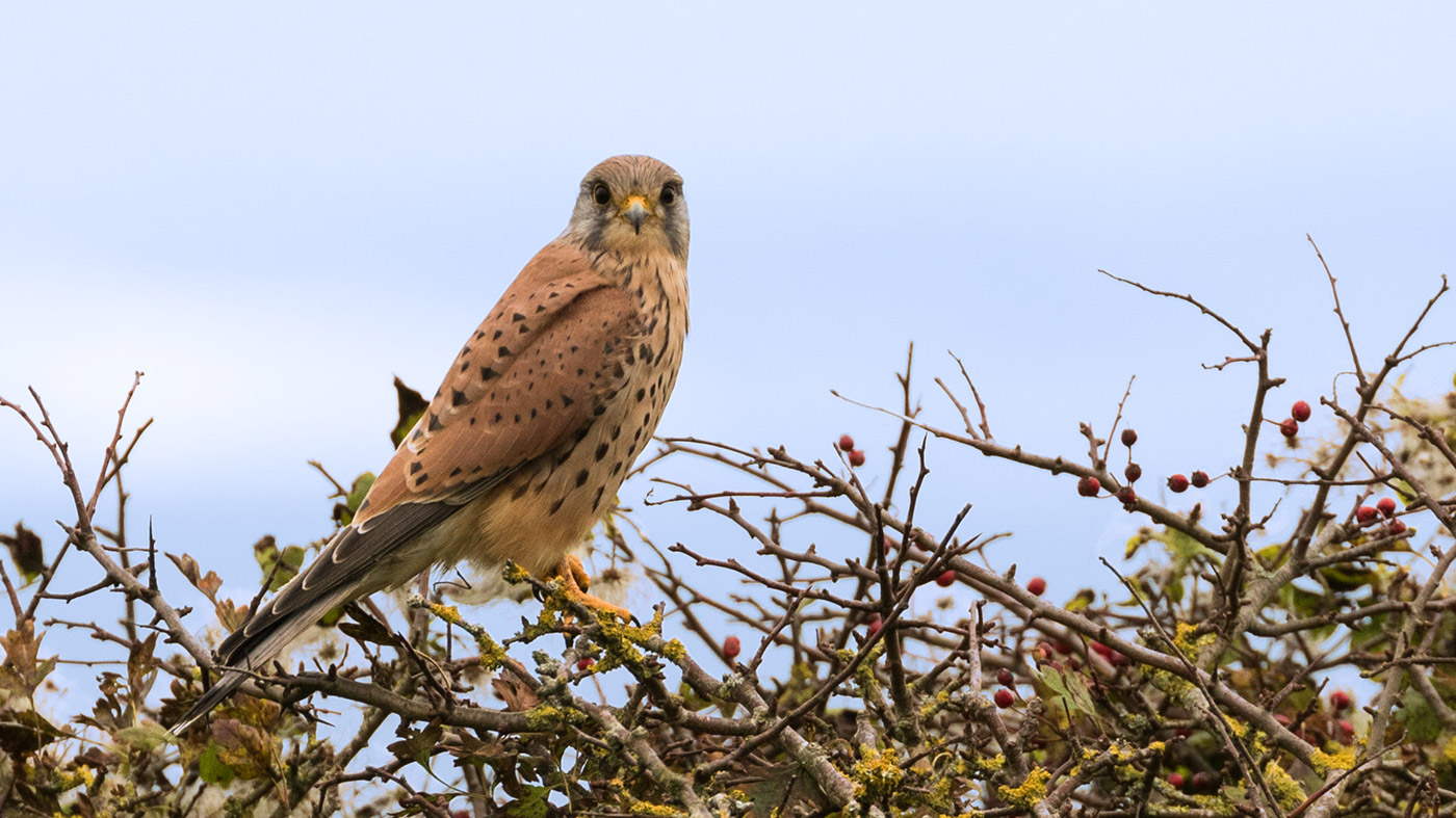 Photo of Kestrel at Dulrston country park