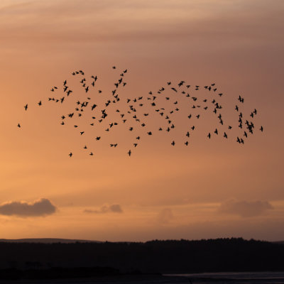 Murmurating starlings #145