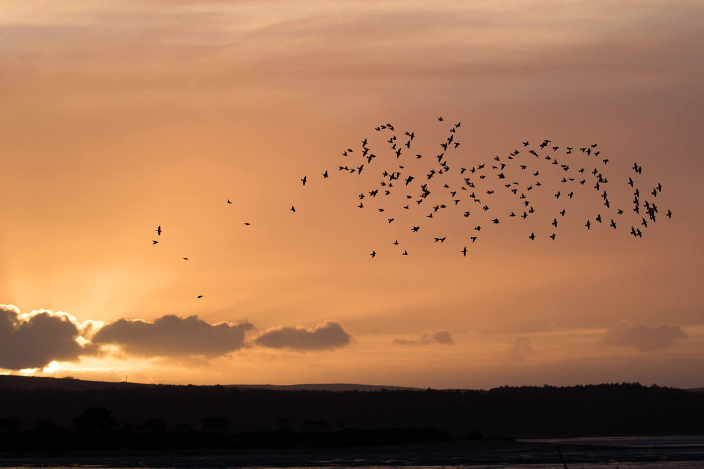 Photo of Murmurating starlings