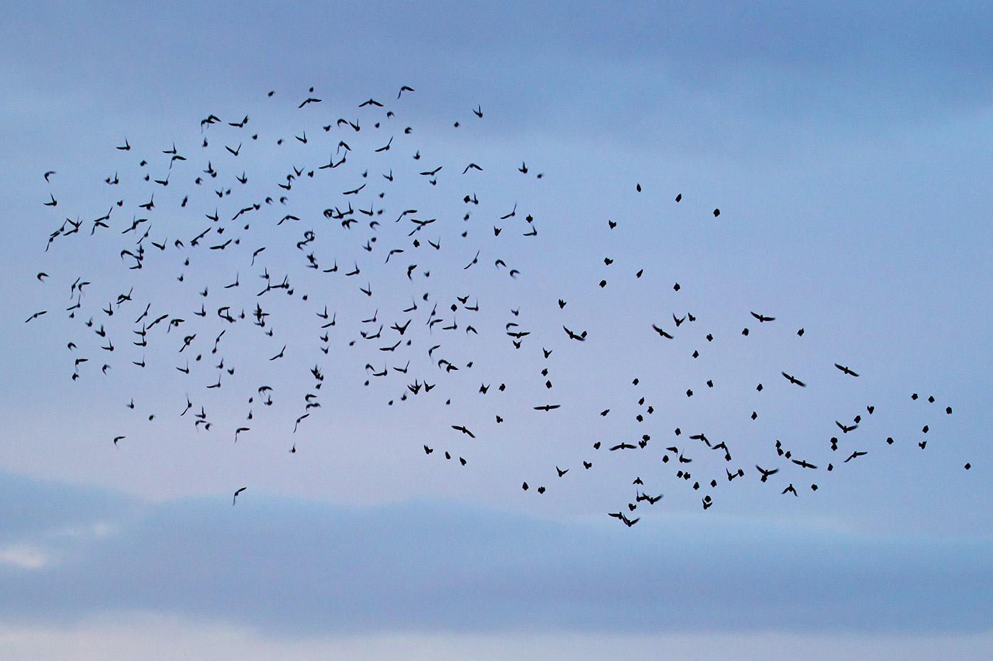 Photo of Murmurating starlings