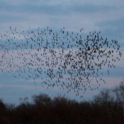 Murmurating starlings #147