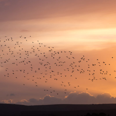 Murmurating starlings #148