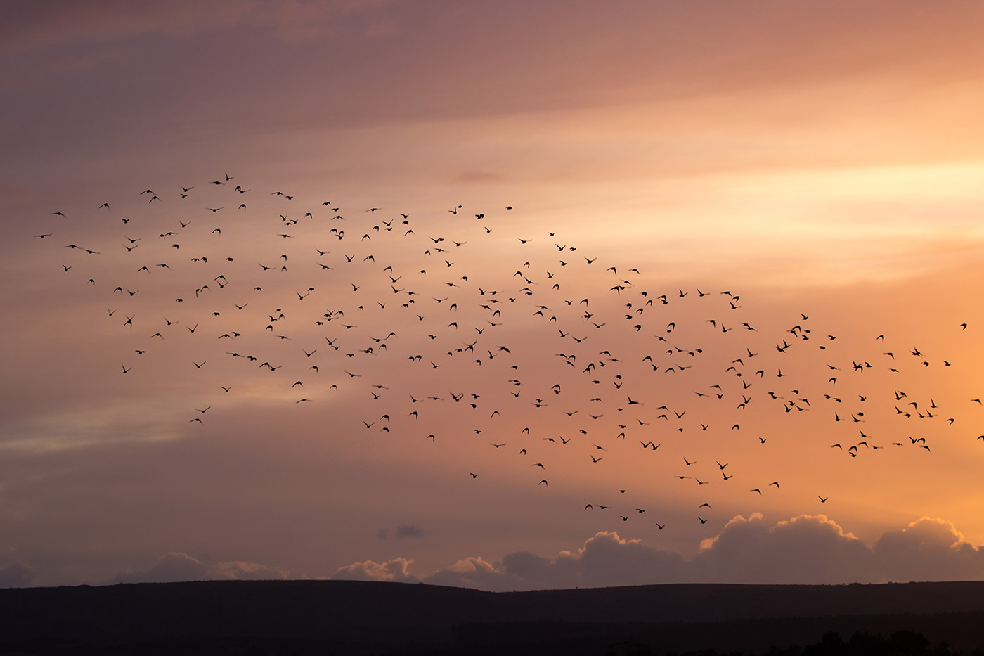 Photo of Murmurating starlings