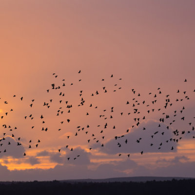 Murmurating starlings #149
