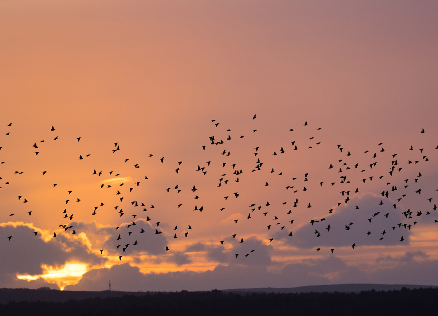 Photo of Murmurating starlings
