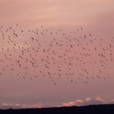 Murmurating starlings #150