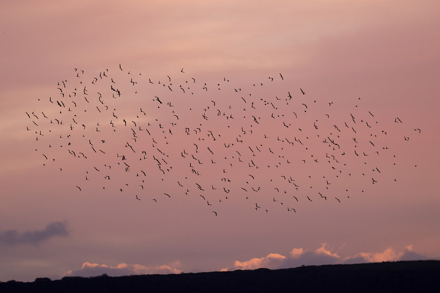 Photo of Murmurating starlings