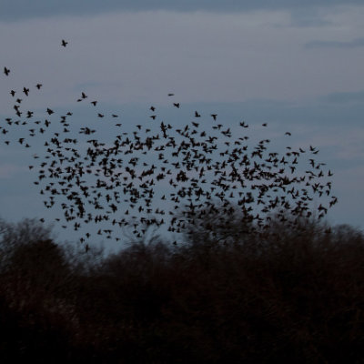 Murmurating starlings #151